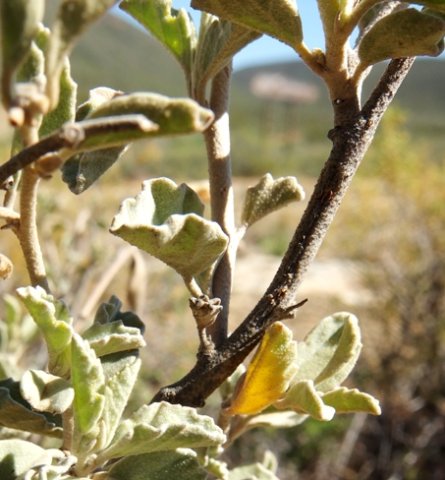 Hermannia althaeifolia stems