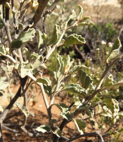Hermannia althaeifolia 