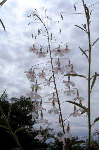Hermannia amabilis