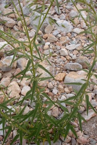 Hermannia amabilis leaves