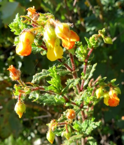Hermannia aspera
