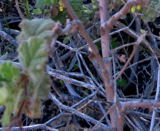 Hermannia aspera old stems