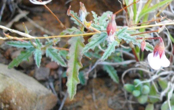 Hermannia cernua white