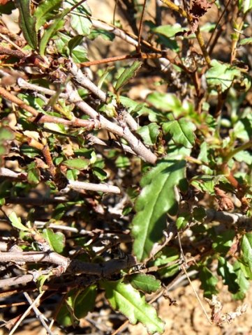 Hermannia cernua