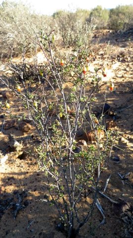 Hermannia cuneifolia as lush as its surroundings