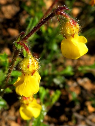 Hermannia cuneifolia flowers