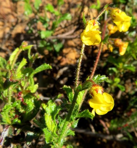 Hermannia cuneifolia 