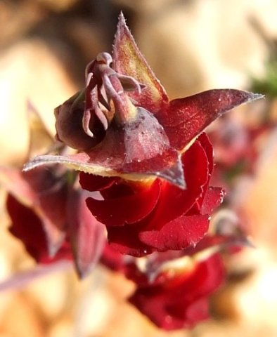 Hermannia filifolia var. grandicalyx flower