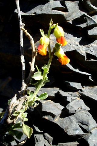 Hermannia flammea