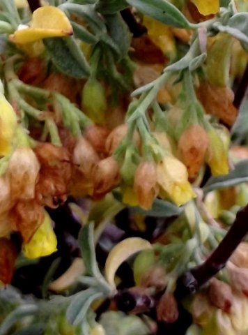 Hermannia holosericea
