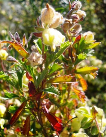 Hermannia hyssopifolia