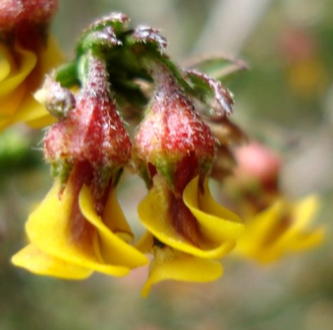 Hermannia joubertiana flowers