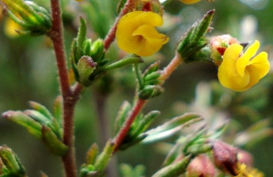 Hermannia joubertiana leaves