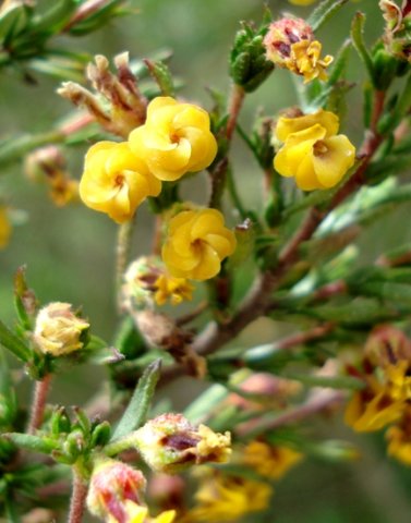 Hermannia joubertiana