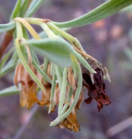 Hermannia lavandulifolia new leaves, old flowers