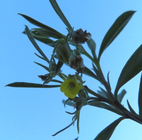 Hermannia lavandulifolia flower from below