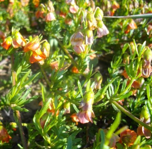 Hermannia pinnata