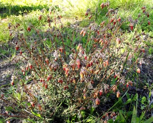 Hermannia pulverata