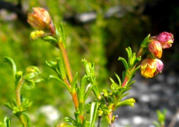 Hermannia rudis