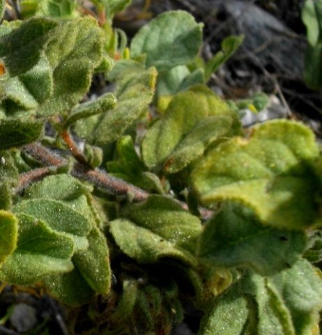 Hermannia salviifolia var. salviifolia leaves