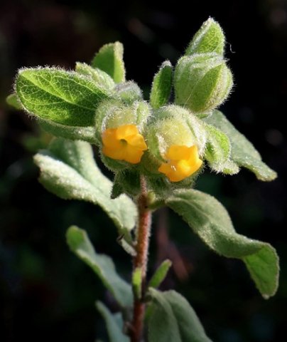 Hermannia salviifolia var. salviifolia flowers wearing jerseys