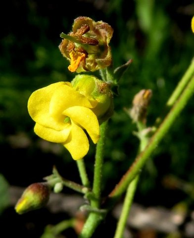 Hermannia 