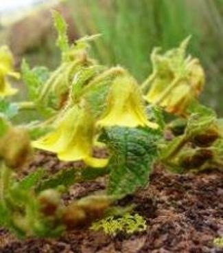 Hermannia transvaalensis