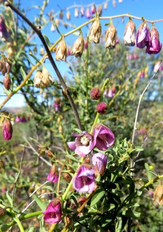 Hermannia trifurca