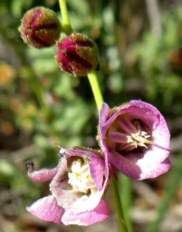 Hermannia trifurca open and shut
