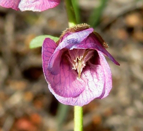 Hermannia trifurca flower