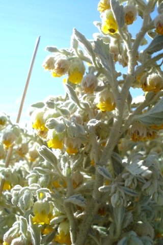 Hermannia vestita in white woolly cover