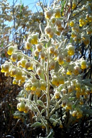 Hermannia vestita