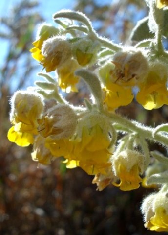 Hermannia vestita flowers