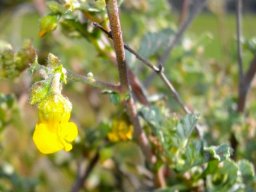 Hermannia