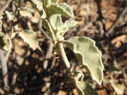 Hermannia althaeifolia leaves