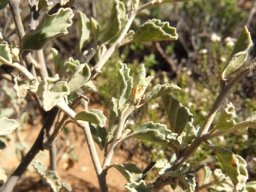 Hermannia althaeifolia 