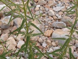 Hermannia amabilis leaves