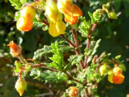 Hermannia aspera