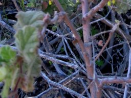 Hermannia aspera old stems