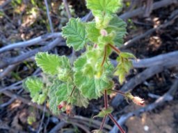 Hermannia aspera leaves and young stem