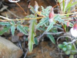 Hermannia cernua white