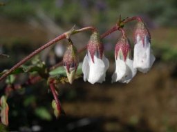 Hermannia cernua white flowers