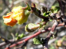 Hermannia cuneifolia bracts or mini-leaves