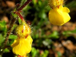 Hermannia cuneifolia flowers