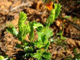 Hermannia cuneifolia leaves