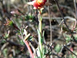 Hermannia filifolia var. grandicalyx