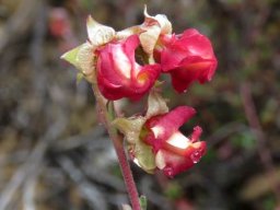 Hermannia filifolia var. grandicalyx calyces up