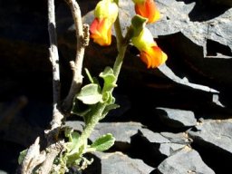 Hermannia flammea