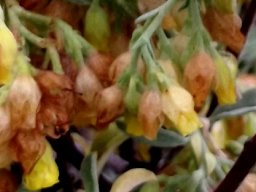 Hermannia holosericea