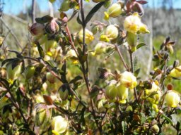 Hermannia hyssopifolia